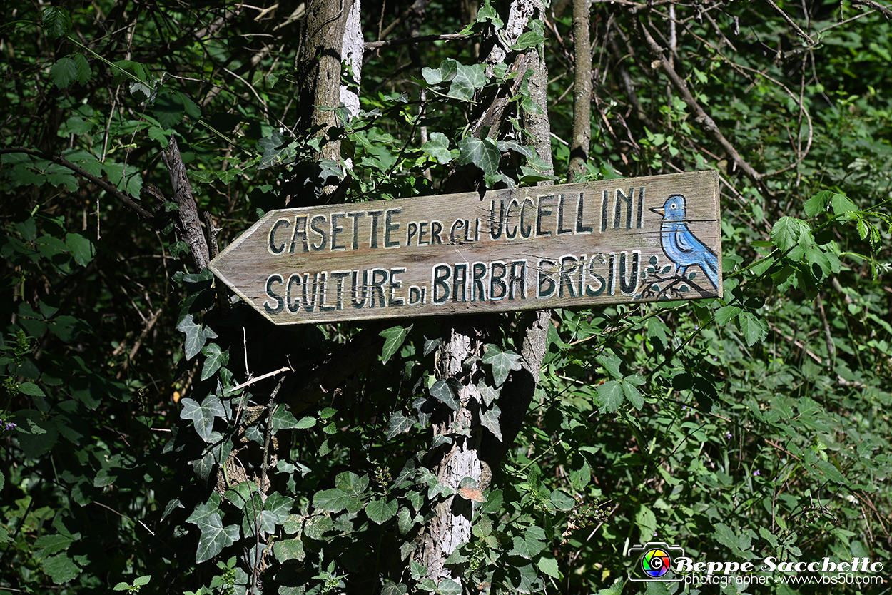 VBS_4652 - Il bosco fatato - Montaldo Roero.jpg
